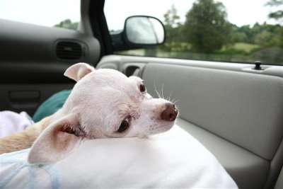 chihuahua in car