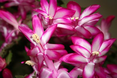 Christmas Cactus