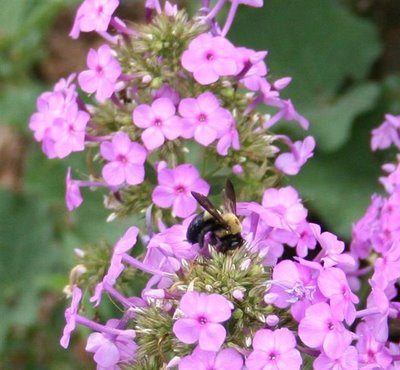 flower & bee