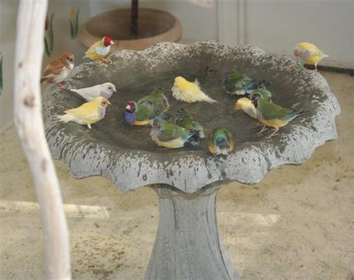 gouldian finches bathing