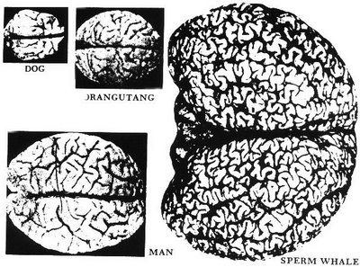 Animal brain sizes