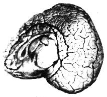 bottlenose dolphin meiobasal view of right brain hemisphere