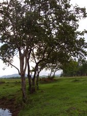 A grove of binayuyu trees