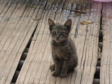 Genuine Burmese Kitten