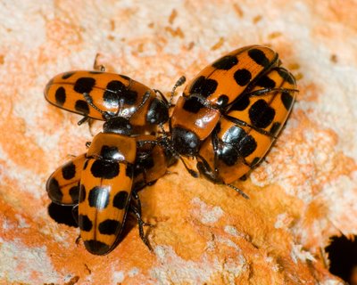Pleasing Fungus Beetles (Family Erotylidae)