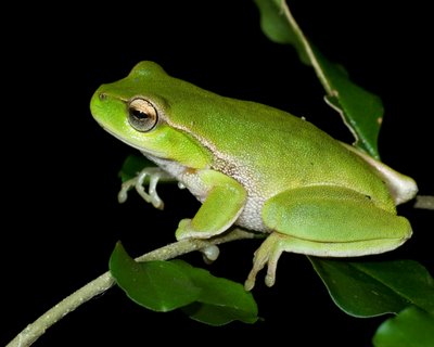 Litoria phyllochroa, Leaf Green Treefrog