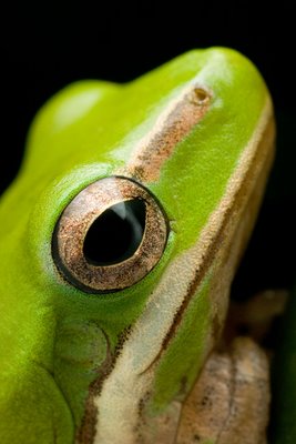 Dwarf Treefrog, Litoria fallax/bicolor