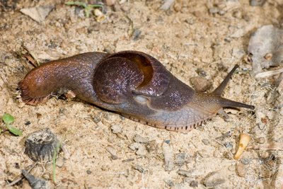 Helicarionid semi-slug