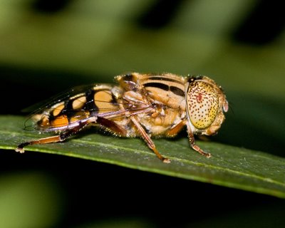 Dronefly or Hoverfly, family Syrphidae