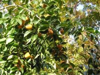 Persimmon tree, Fall 2005
