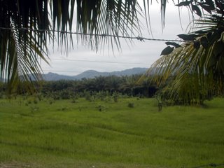 African palm plantation