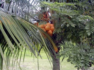 yellow coconuts