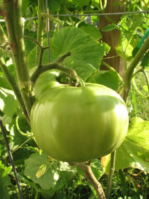 A Sole Green Tomato