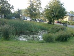 Pond