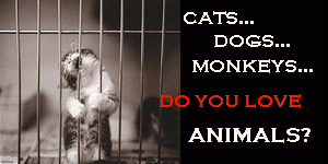 NO to Animal Cruelty