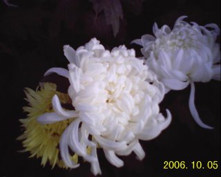 chrysanthemum:1 0f 3 thumb