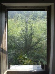 un tejo creciendo en mi ventana