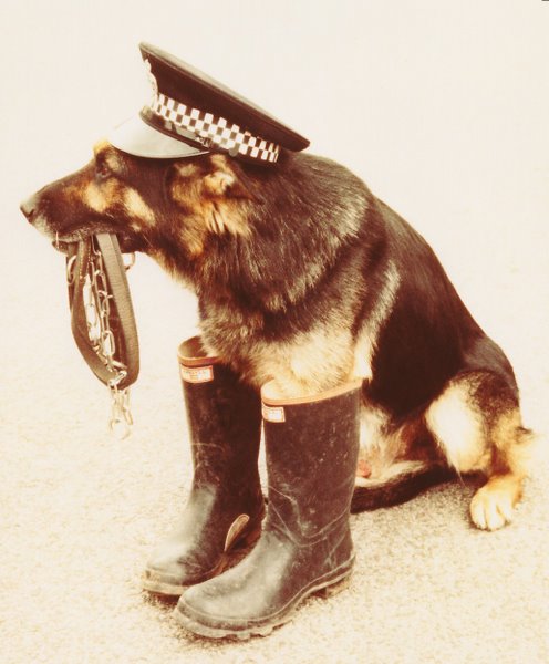 Police Dog Rudi