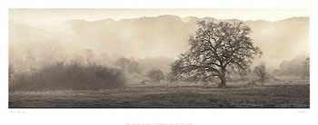 Meadow Oak Tree (Alan Blaustein)