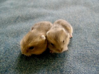 Hamster Babies 3rd Generation. Photo by Danish
