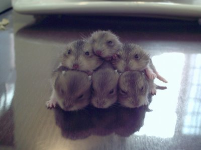 Hamster Babies 2nd Generation. Photo by Danish