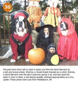Halloween For Pets