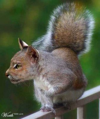 Cat Squirrel