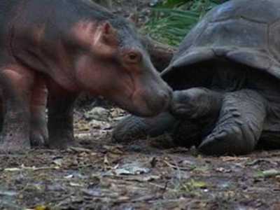 The Hippo and the Tortoise
