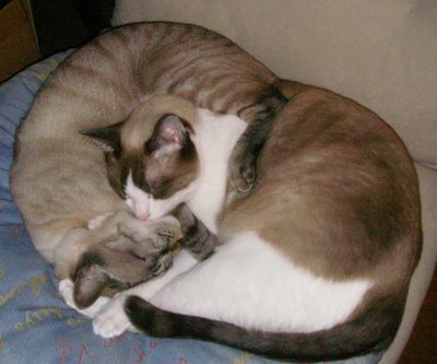 Mac & Tippy Curled Up Together