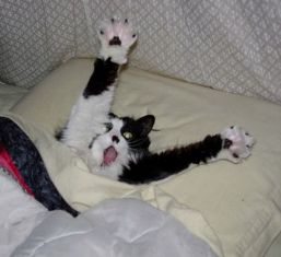 get out of bed