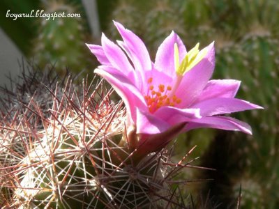 floare cactus mov