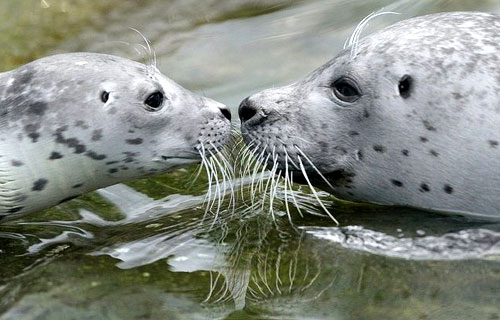 L'idillico rapporto madre-figlio fra le foche