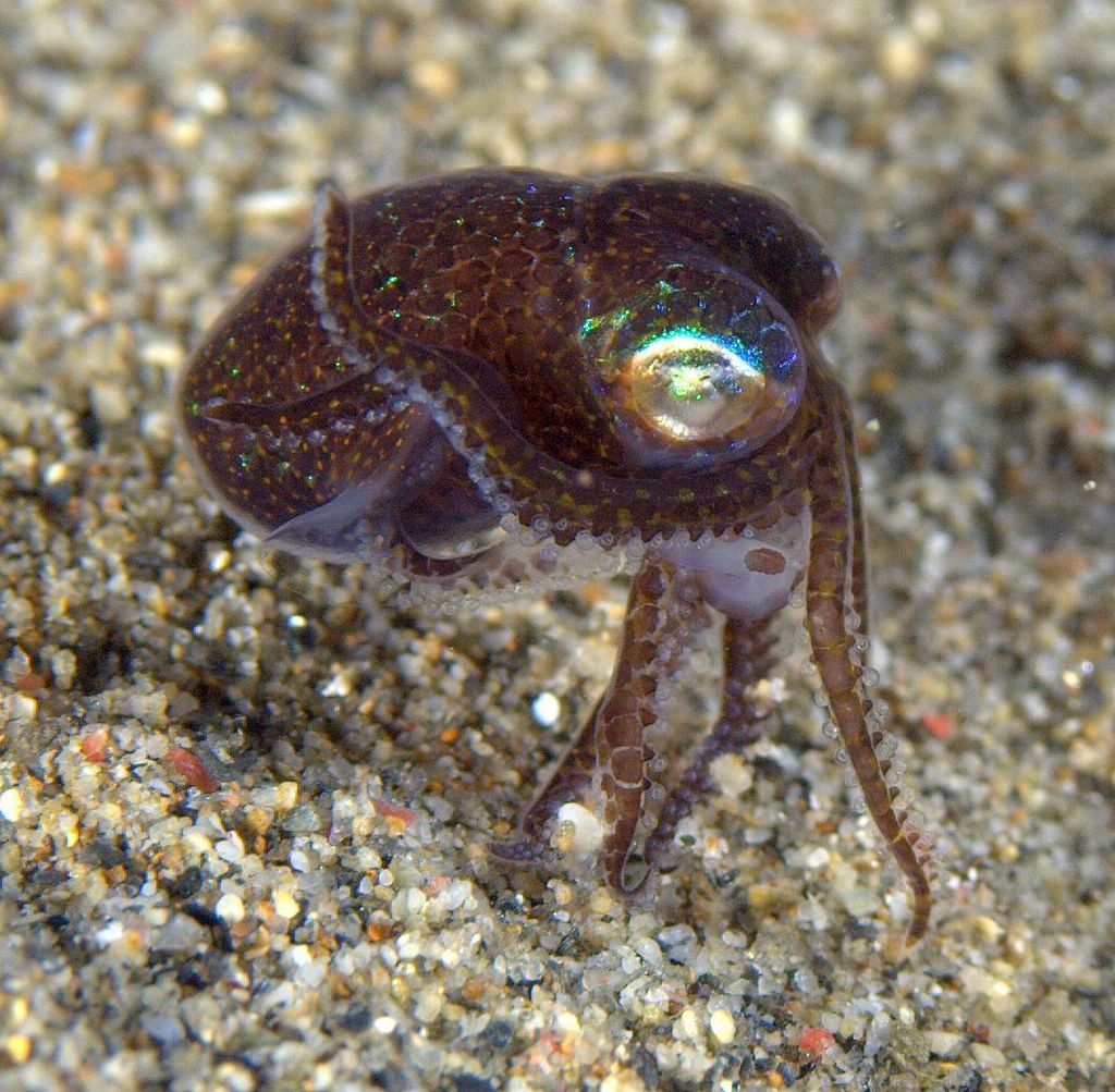 Головоногие моллюски каракатица