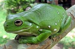 green frog in a tree