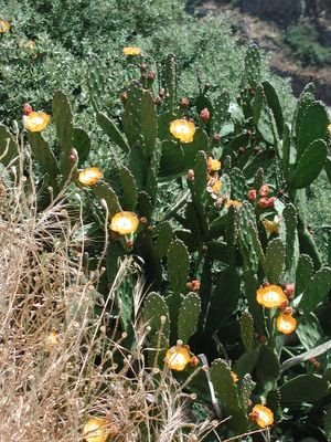 A prickly-pear sort of cactus