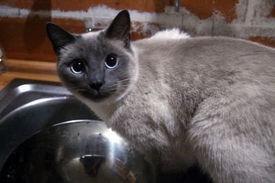 photograph picture of a smoky grey French Cat 