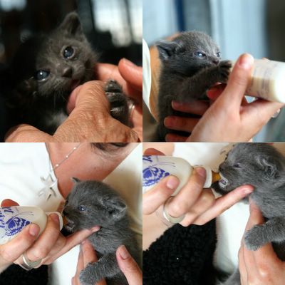 photograph picture little baby fluffy grey gray kitten drinking milk from a bottle