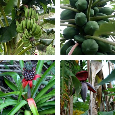 photograph picture image of bananas, papaya, pineapple and banana flower