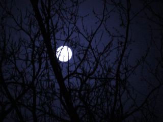Full moon in tree