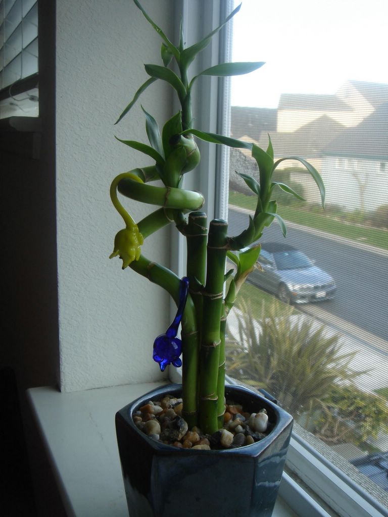 <em>KAT</em> <em>my calming plant</em>
