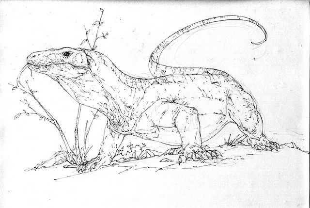 Komodo Dragon Coloring Page For Adults Coloring Pages