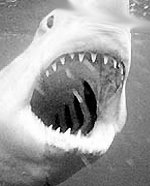 Photo: Jaws shark