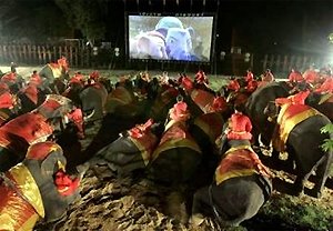 Elephants watch an outdoor movie near Bangkok.