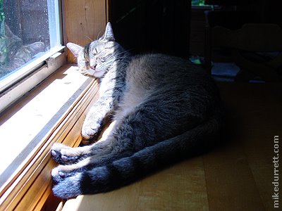 Photo: Morty S. Tashman takes a cat nap on a sunny day.