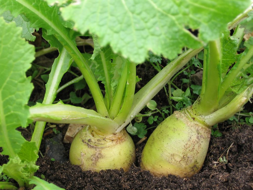 Will Turnips Grow in Winter? 