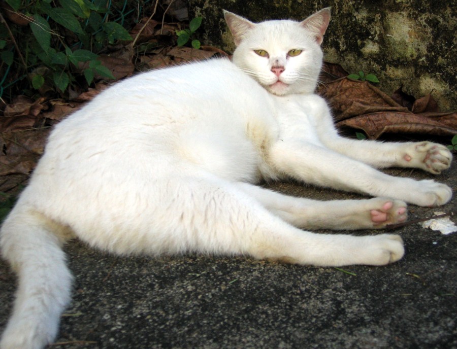 Big Fat White Cat 90