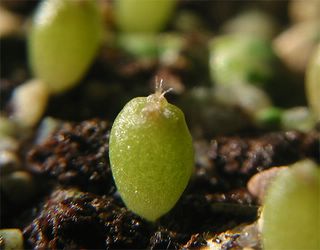 Lophophora williamsii seedling