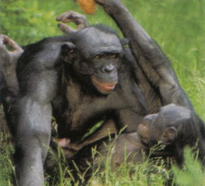 Una pareja de bonobos disfrutando del sexo