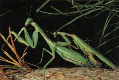 La mantis religiosa se pega un festín con el macho que la acaba de montar