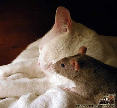 Let S Be Friends Cat And A Mouse